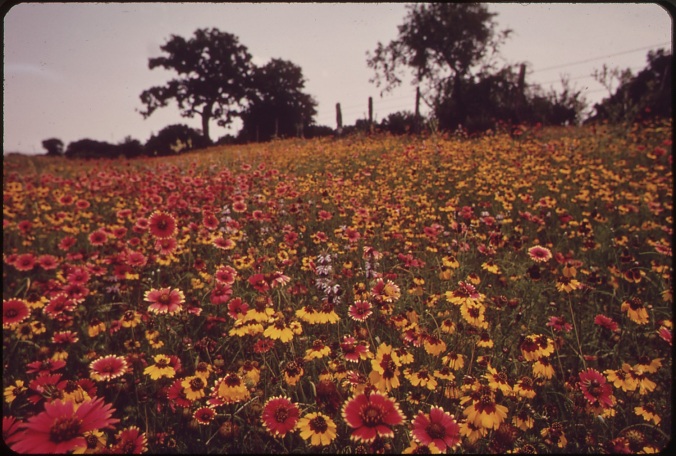 flowers in landscape