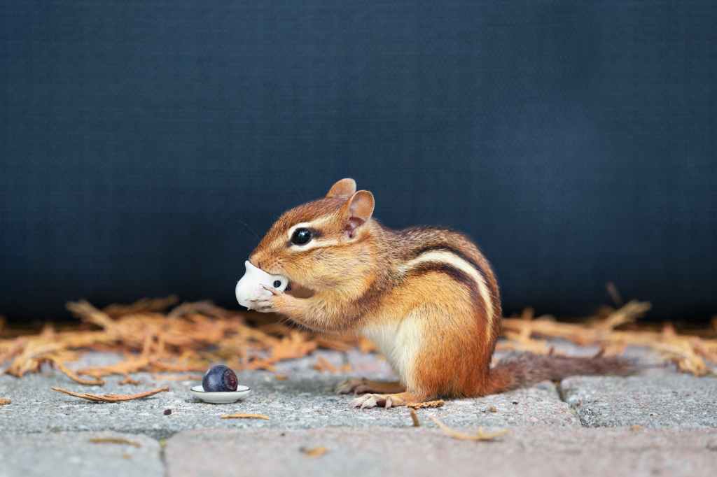 Picture of a chipmunk drinking from a tiny cup